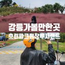 나리 | 강릉가볼만한곳 핑크뮬리 만개한 호린파크에서 인생사진 찍고 휘닉스평창 루지랜드까지 즐긴 후기
