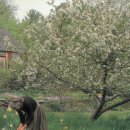 타샤의 정원 이미지