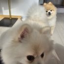 더 평대 | 제주도 동쪽 펜션 <더평대 > 애견동반 감성 숙소