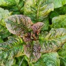 해복농장 이미지