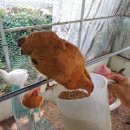 다사농장 이미지