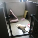 VIP 애견 이미지