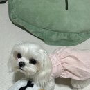 디디바스켓 이미지