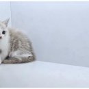 강아지와고양이 이미지