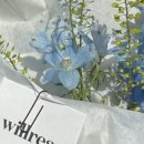 윌리아willrea