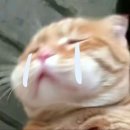 밀크쵸코