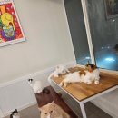 냥떼목장 이미지