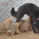 하룻 강아지 이미지