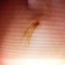 와이즈24시 동물병원 이미지