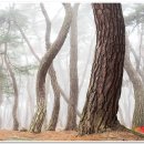 소나무숲 이미지