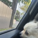 펫택시 | 부산 펫택시 이용후기🐶🚕