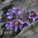 동강할미꽃마을 | [국진이의 이야기] 3월 25일(수) - 할미꽃