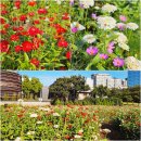 영종도 3호광장 주변 녹지 | 서울 가을데이트 열린송현녹지광장 꽃구경 명소