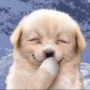 공주-17 Daum카페