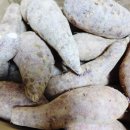 신해남농장 | 갓 수확한 꿀고구마, 조해남 고구마, ‘신해남농장 햇 꿀고구마’