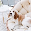 베이비몽 강아지분양 인천청라점 이미지