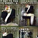 루이캣 Daum카페