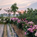 황혼농장 이미지