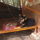 진도개영농조합 이미지