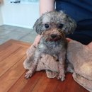 전주효자초등학교 이미지