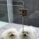 부산고양이분양 브라비펫 펫스테이션점 이미지