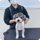 일산애견미용학원 주말반 국비지원으로 자격증 단기 합격