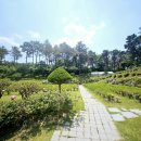 별과 소나무 | 용인 수목장 수종별 특징, 소나무·영산홍·반송 비교