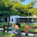 알파카 소풍 펜션 이미지