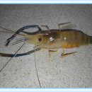 멍텅구리 이미지