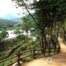 숲 연합뉴스