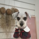 그루밍 펫 뷰티샵 이미지