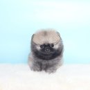 퍼피당강아지 안산본점 | 안산포메라니안분양(한대앞,중앙동,고잔동)역변 가능성 높다고?!