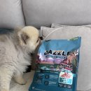 대즐 | 강아지사료추천｜잘먹는 작은사료 대즐 DAZZLE 스몰브리드 퍼피 관절사료 후기