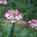 서림농원 이미지