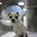 도그니엘 | 강아지 화식 그레인프리 인섹트 도그 곤충사료 웰썸 후기