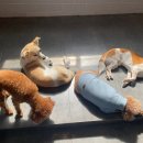 혼자두면 장판뜯어서 차린 개카페 이미지