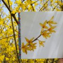 예쁜꽃그리기(보테니컬아트) 이미지