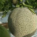 성자농장 이미지