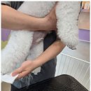 놀러왔댕 이미지