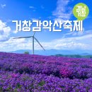 거창읍-23 | 거창 감악산 꽃축제 아스타국화 9월 국내 주말 여행지 추천
