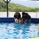 비숑마을펜션 이미지