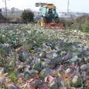 대정농업협동조합 농산물산지유통센터 이미지