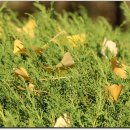 팔공컨트리클럽 이미지