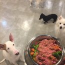 달중이네 펫호텔 이미지