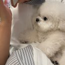 소노캄 고양 애견동반 펫 스탠다드 더블 숙박 후기