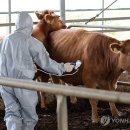 가축전염병 '럼피스킨병' 이유로 소 백신 접종 시작하는군요 이미지