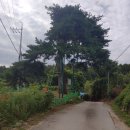 원주굽이길 2코스 700년 노송길 이미지