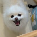 서른살나의펫 이미지