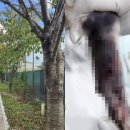 Groomer Ameri 이미지