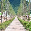 가로수길 이미지